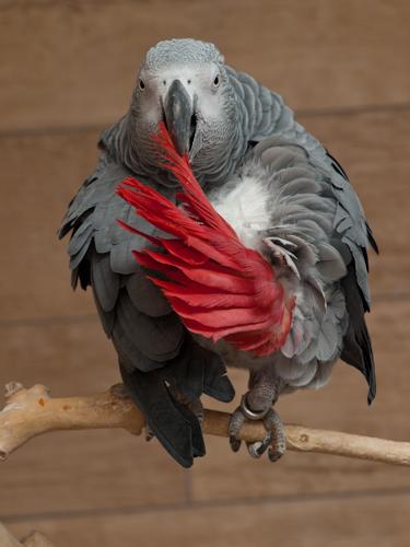 Жако - Африкански сив папагал